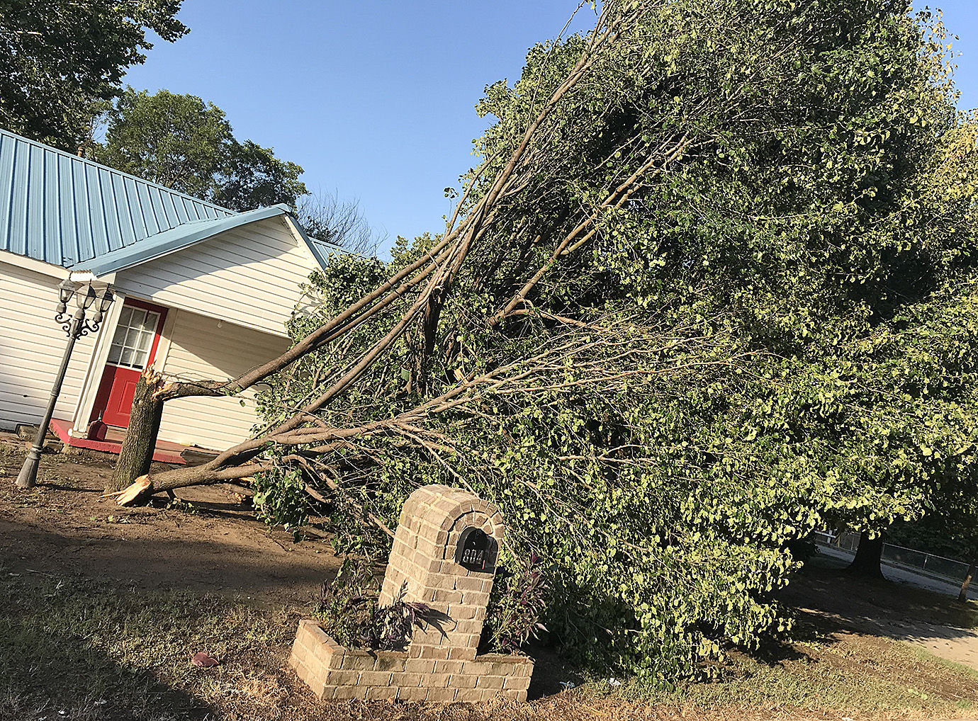 TREE DOWN.jpg